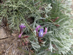 Astragalus subuliformis