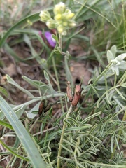 Astragalus subuliformis