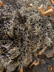 Selaginella cinerascens