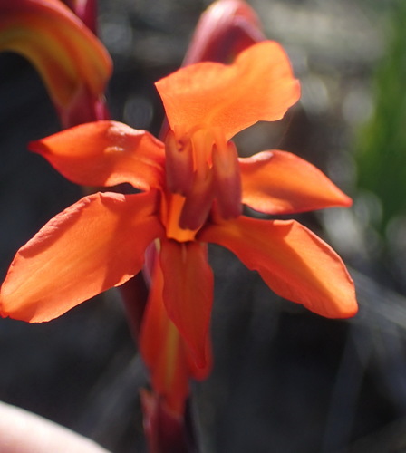 Cobra lily (Chasmanthe aethiopica)