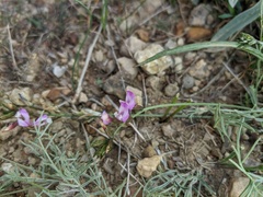 Astragalus subuliformis