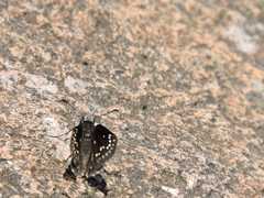 Pholisora
