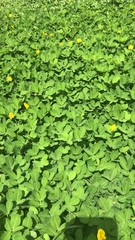 Arachis repens