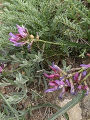 Astragalus suprapilosus