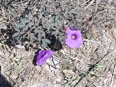 Ipomoea ternifolia leptotoma