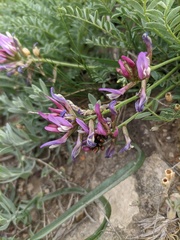 Astragalus suprapilosus
