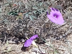 Ipomoea ternifolia leptotoma