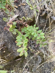 Pellaea andromedifolia pubescens