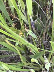 Apterobittacus apterus