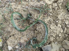 Pseudopodospermum molle