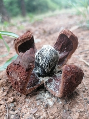 Prosopanche americana