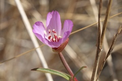 Clarkia franciscana
