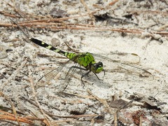 Erythemis simplicicollis image