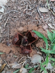 Prosopanche americana