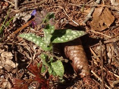 Pulmonaria stiriaca