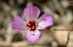 Clarkia franciscana