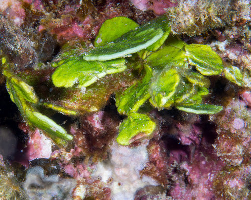 Halimeda discoidea