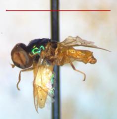 Microchrysa bicolor