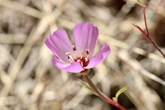 Clarkia franciscana