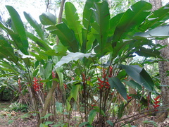 Heliconia stricta
