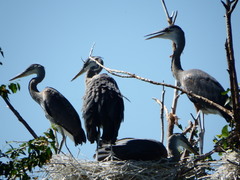 Ardea herodias