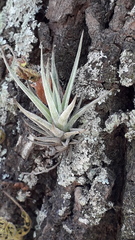 Tillandsia