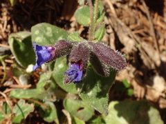 Pulmonaria stiriaca