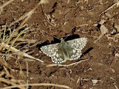Pyrgus centaureae