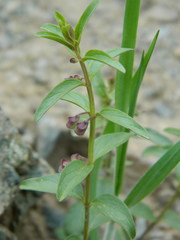 Scutellaria angustifolia