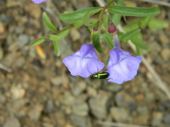 Scutellaria angustifolia