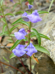 Scutellaria angustifolia