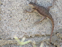 Tropidurus hispidus