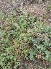 Astragalus beckwithii