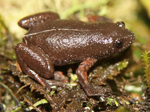 Chiasmocleis altomontana · iNaturalist
