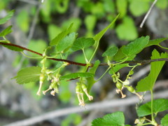 Ribes cereum colubrinum