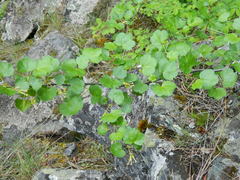 Ribes cereum colubrinum