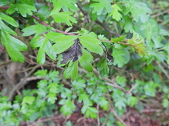 Monilinia johnsonii