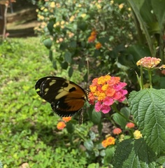 Heliconius hecale melicerta