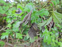 Monilinia johnsonii