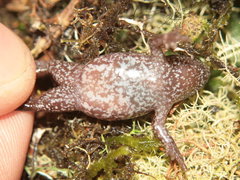 Chiasmocleis altomontana