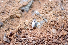 Insecta