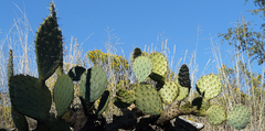 Opuntia