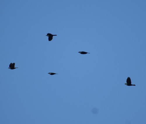 Black-bellied Starling (Notopholia corusca), photo 9