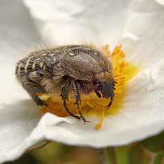 Oxythyrea funesta