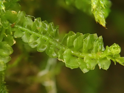 Image of Trilophozia quinquedentata by (c) Christian Berg, some rights reserved (CC BY)