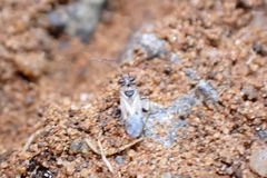 Insecta