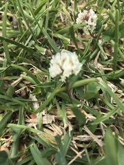 Trifolium repens