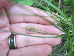 Carex reznicekii