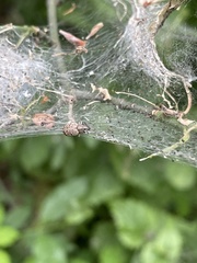 Peritelini