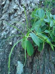 Peperomia increscens